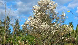 Col�gio Passionista S�o Paulo da Cruz -  - Venha ser Passionista