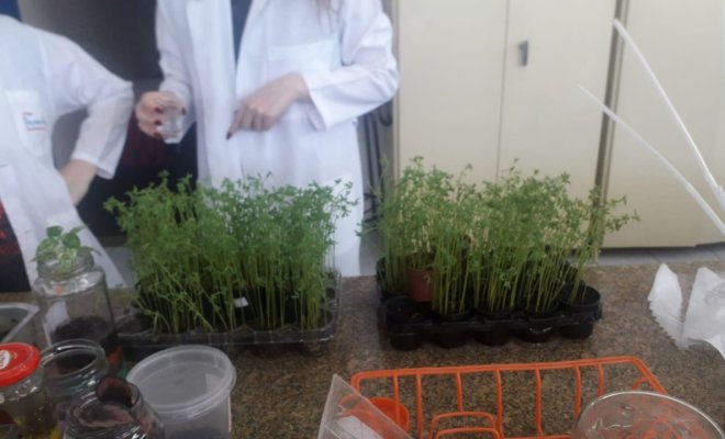 2023 - Plantao de lentilhas em substrato orgnico